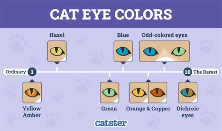 Is it rare for a cat to have blue eyes?