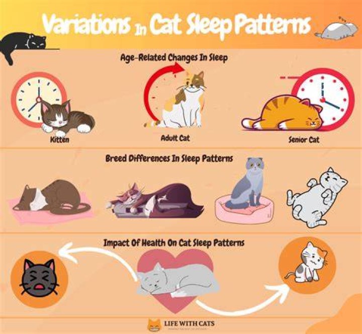 Is it too soon to put my cat to sleep?