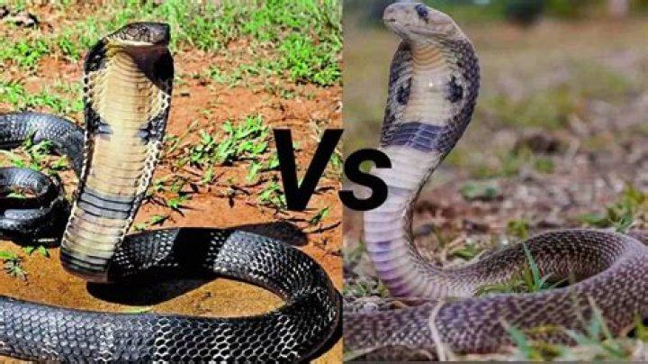 Is killing Cobra legal in India?