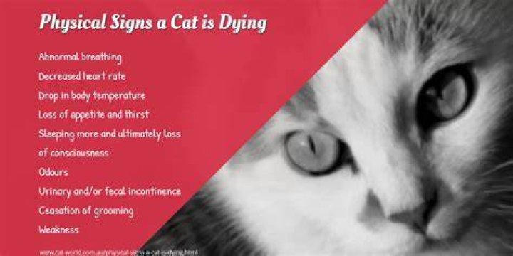 Is my cat dying or just sick?