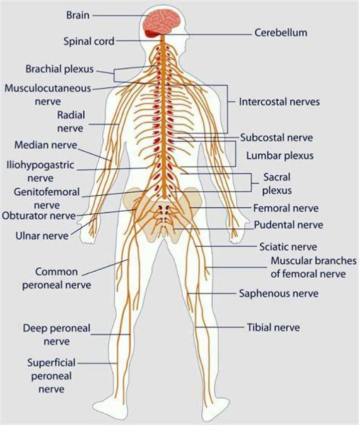 Is paresthesia a symptom of MS?
