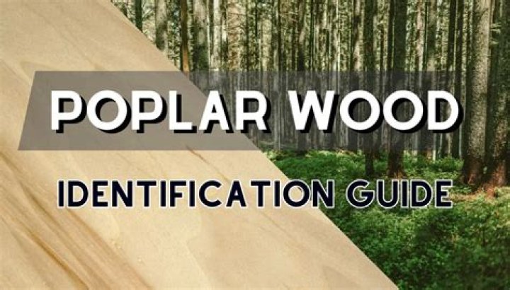 Is poplar wood good wood?