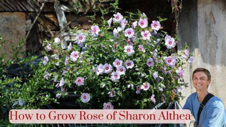Is Rose of Sharon the same as Hibiscus?