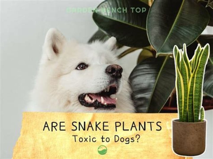 Is snake grass poisonous to dogs?