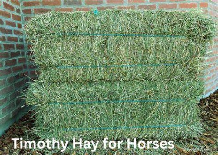 Is timothy hay good for Laminitic horses?