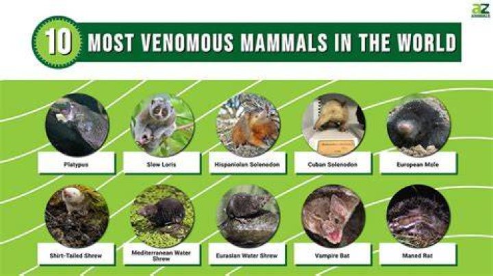 Is venomous a real word?
