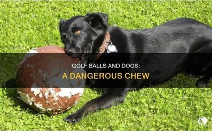 Should dogs chew on golf balls?