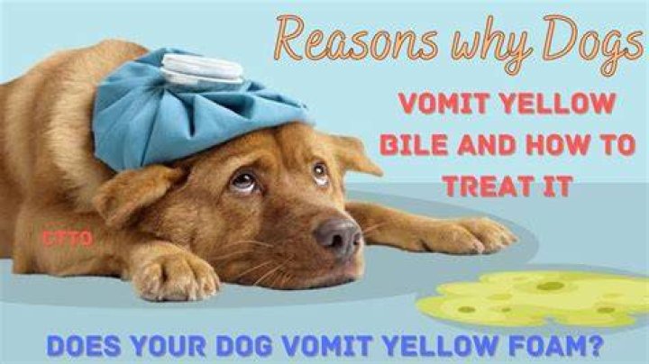 Should I be worried if my dog throws up yellow?