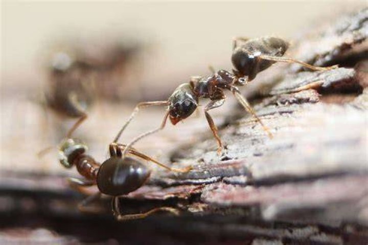 Should I clean up dead ants?
