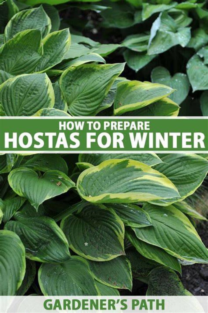 Should I cover hostas for winter?