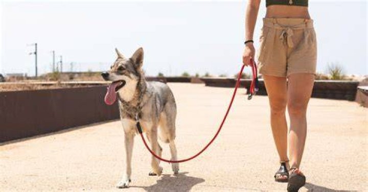 Should I let my dog walk in front of me?