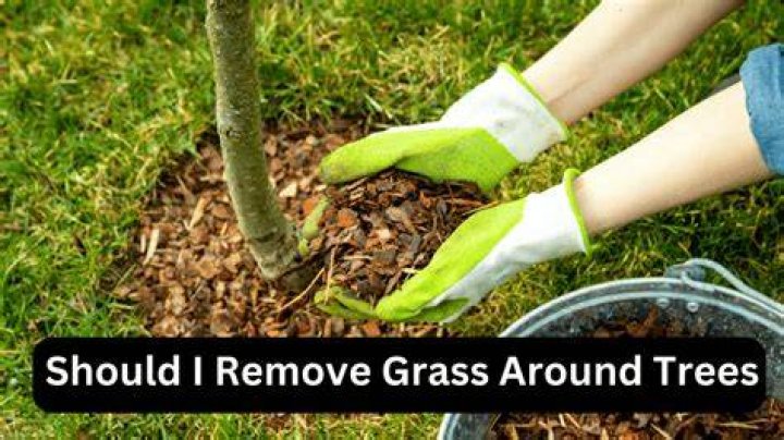 Should I remove grass around trees?