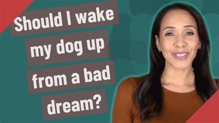 Should I wake up my dog when he's dreaming?
