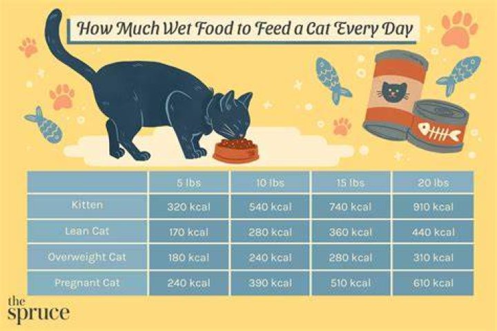Should you feed a cat that isn't yours?