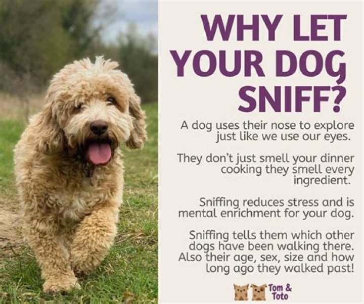 Should you let dogs sniff you first?