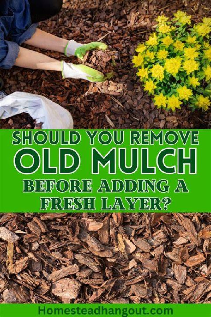Should you rake up old mulch before putting down new?
