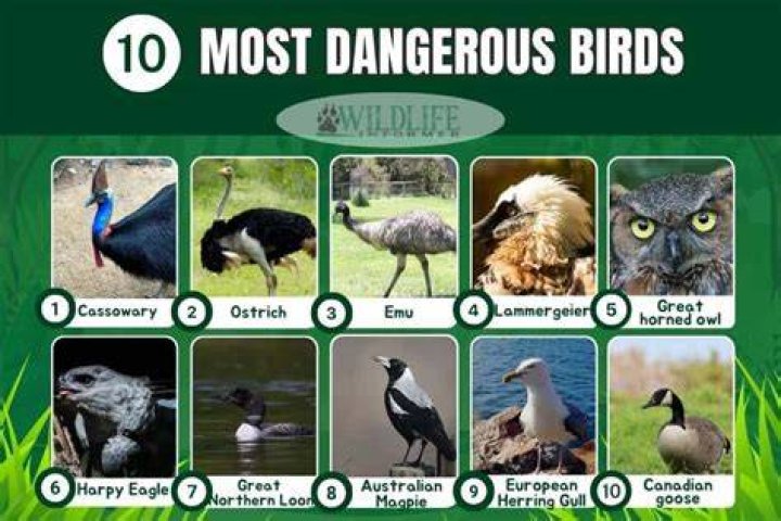 What's the meanest bird?