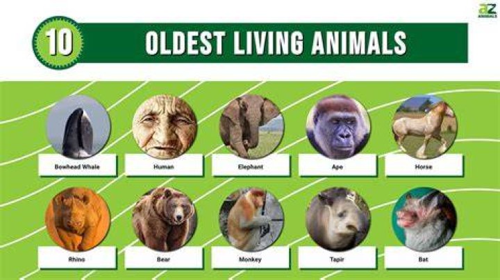 What's the oldest living animal?