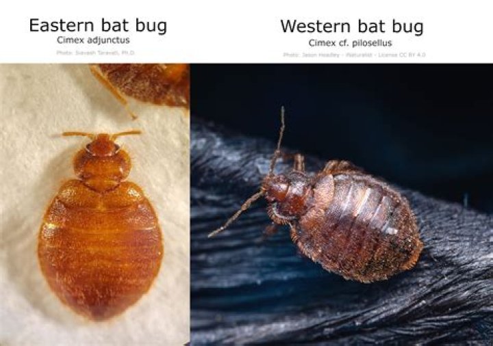 What's worse than bed bugs?