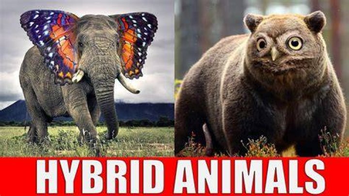 What animal does not exist anymore?