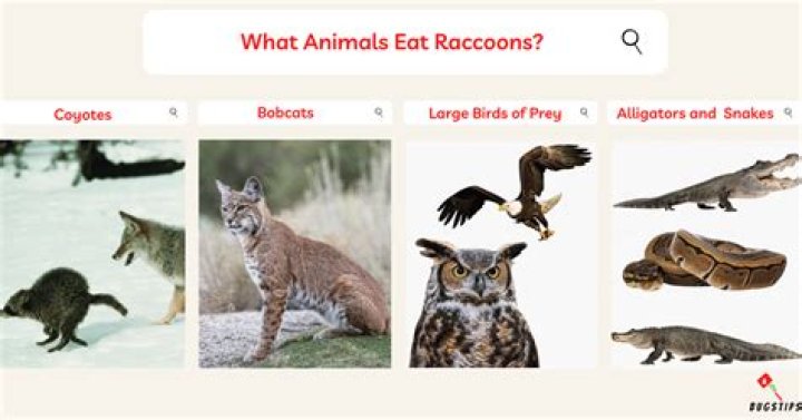 What animal eats raccoons?