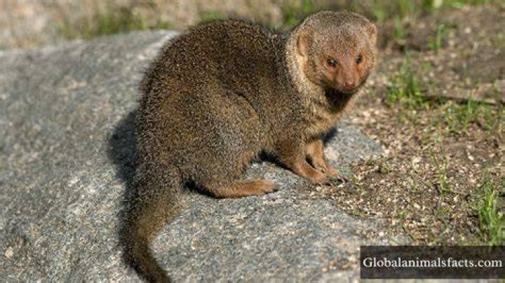 What animal has the smallest eyes in the world?