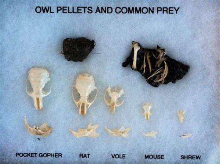 What animals get dissected?