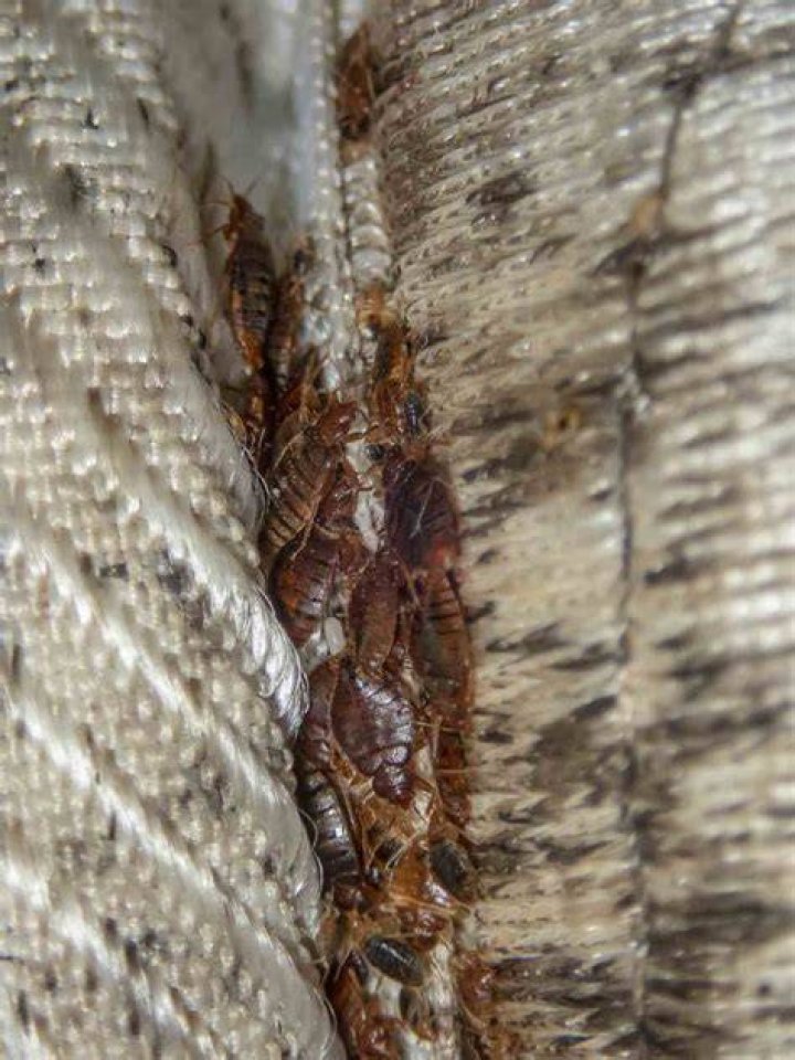What are bed bugs scared of?