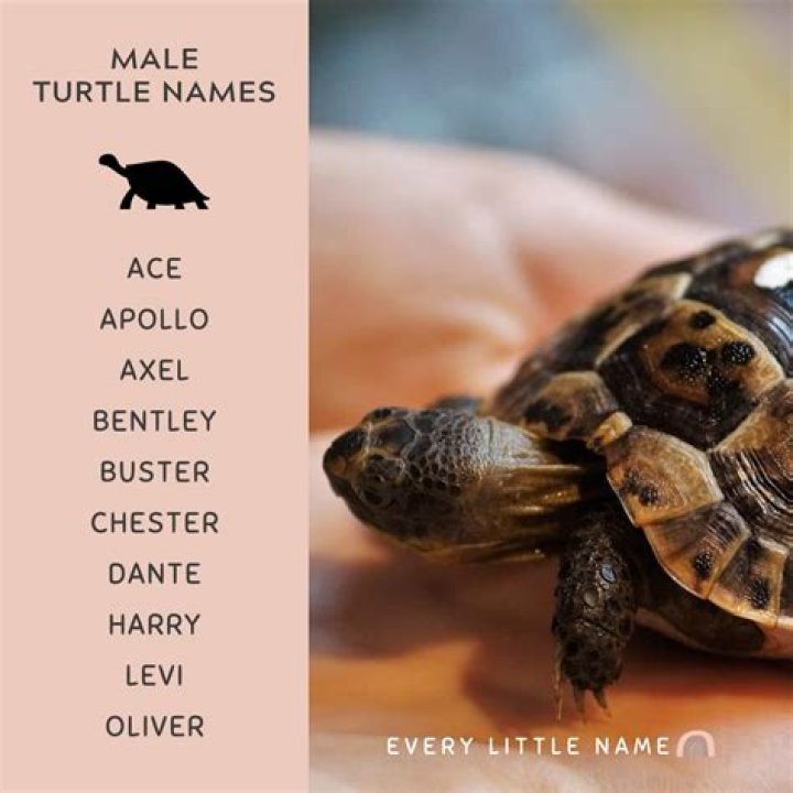 What are good pet turtle names?