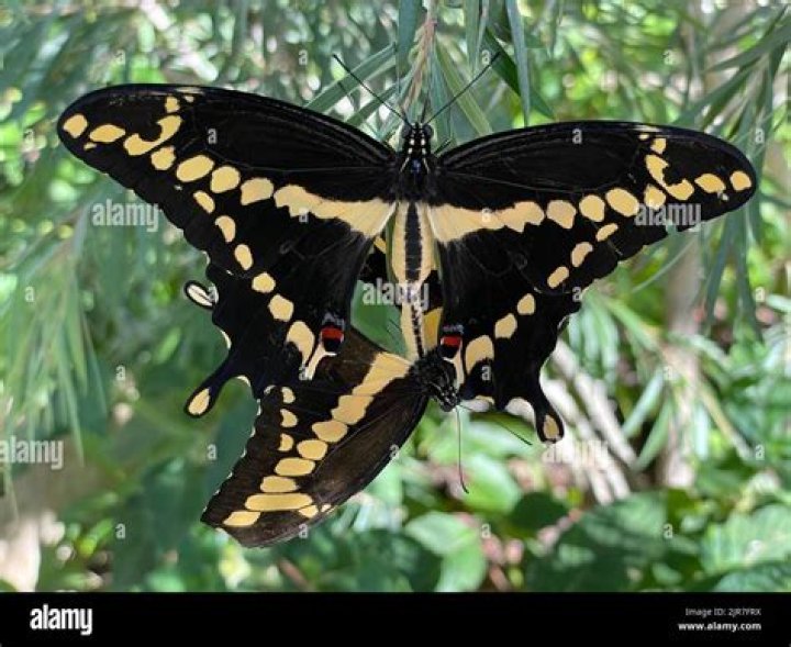 What are mating patterns?