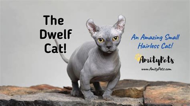 What are peculiar pets?