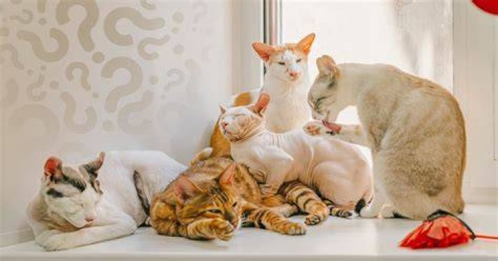 What are questions about cats?