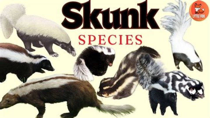 What are some of the names of skunks?