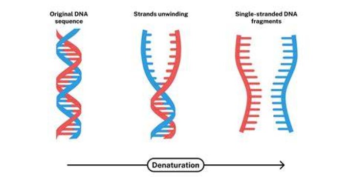 What are specific DNA sequences?