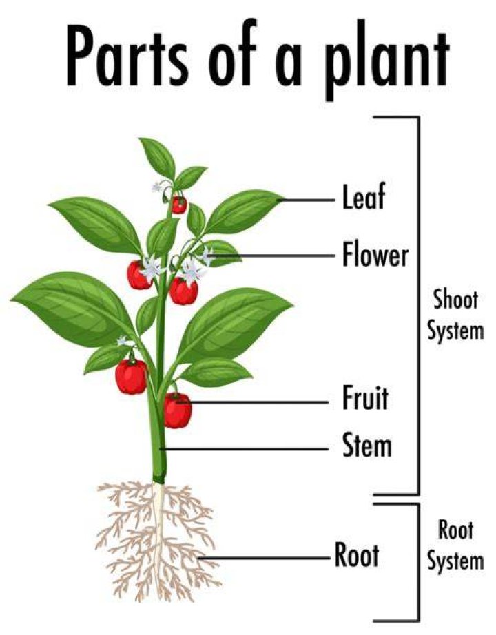 What are the 4 basic parts of a plant?