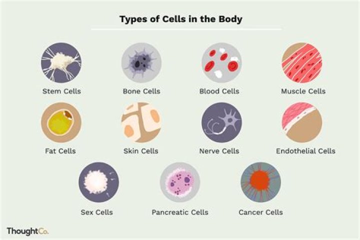 What are the 4 types of cells?