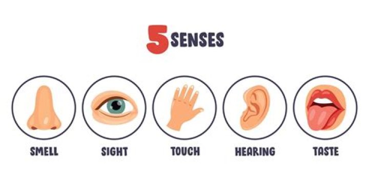 What are the 5 human senses?