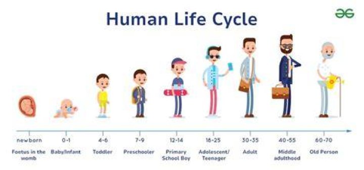 What are the 5 stages of man?