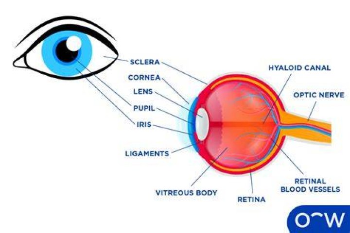 What are the 8 parts of the eye?