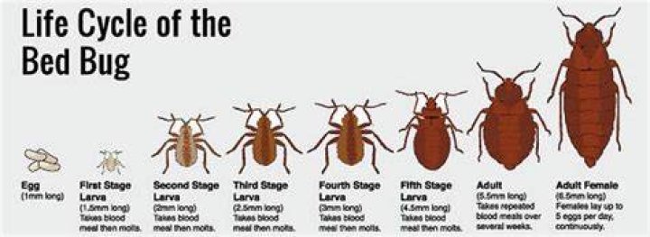 What are the early stages of bed bugs?
