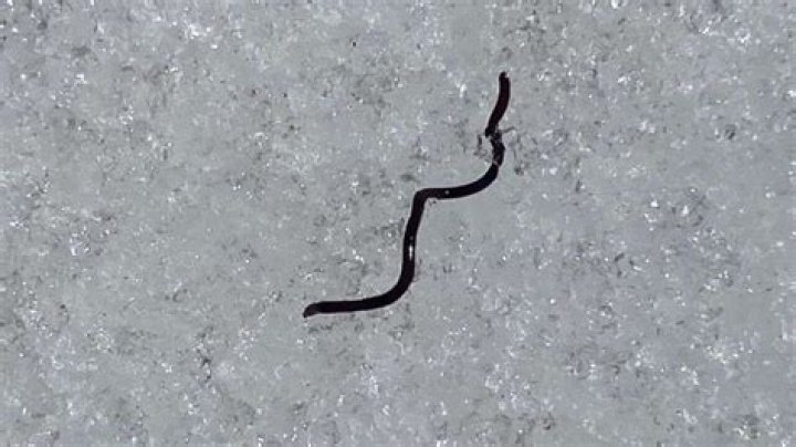 What are the long black worm called?