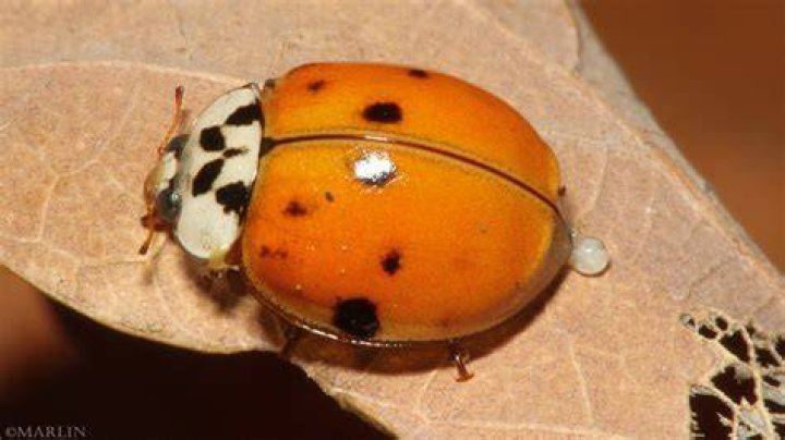 What are the orange ladybugs?