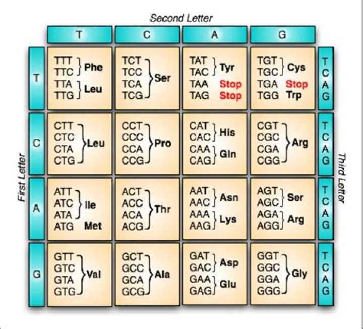 What are the sequence of the stop codons?