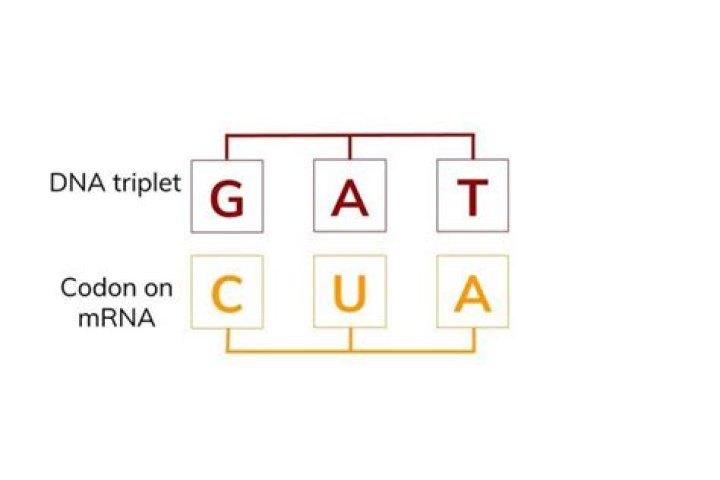 What are triplets in coding?