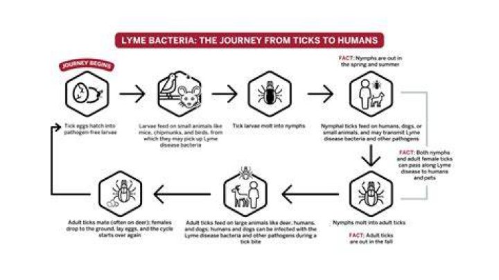 What bacteria causes Lyme?