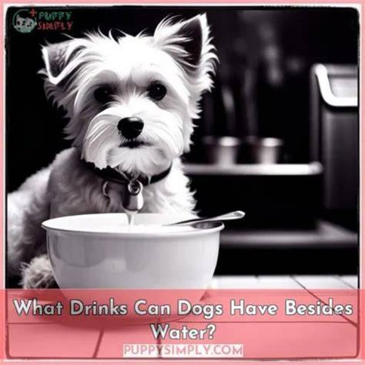 What Can dogs drink instead of water?