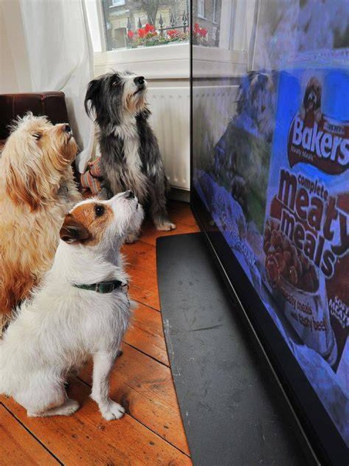 What Can dogs see on TV?