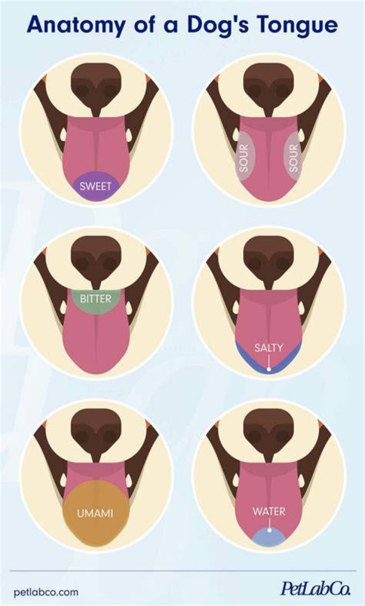 What can dogs taste?