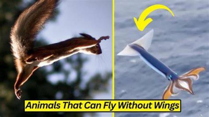 What can fly with no wings?