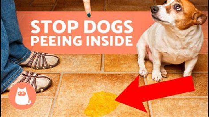 What can I do to stop my dog from peeing in the house?